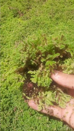 Azolla filiculoides #nature #azolla #garden