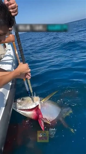 Why Do Tuna Fish Bleed When Caught? #shorts #viral #fishing