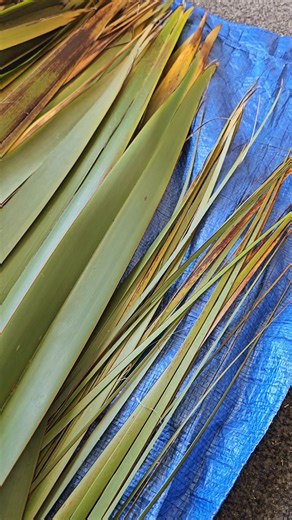 Using/harvesting black-edged or non-black edged harakeke for Mahi Raranga, muka or piupiu? Our thoughts, based on personal experience. Others have other experiences & opinions & those are, therefore , equally valid. It's always good to keep an open mind about anything & and everything, though:-) Happy Weaving, everyone 💓 #mahiraranga #phormiumtenax #phormium #nzfibre #nzflax #nzfibers #harakeke | Flaxworx NZ