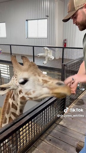 A simple adjustment on this giraffe to get his jaw moving the right way. Tiktok🎥-@ dr.joren_whitley | Giraffe Beauty