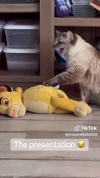 Adorable Ragdoll Cat Feeding Kittens Compilation | Funny Cat Moments