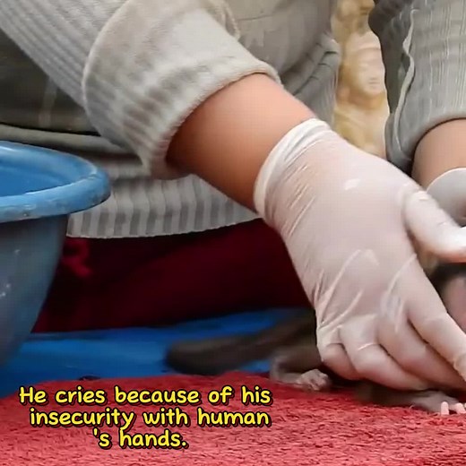 Hardest Process of Saving Life Orphan BB Monkey Ma #monkey #fypシ゚viral #viral #funny