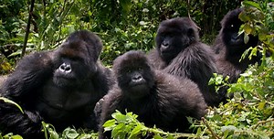 Gorilla Family Dynamics