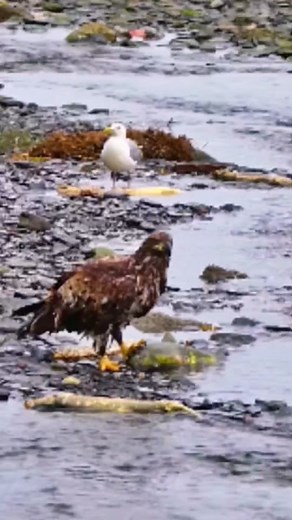 Eagle Catching Fish in a Natural River Setting