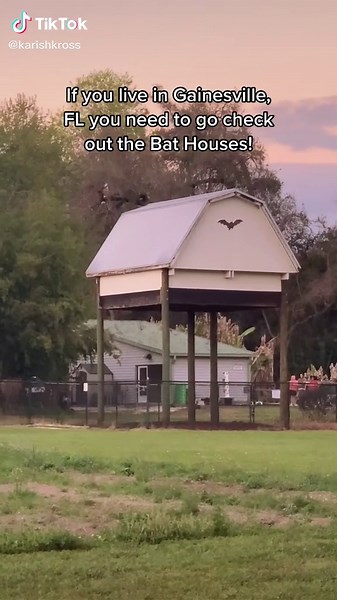 Exploring the World's Largest Occupied Bat Houses in Gainesville, Florida