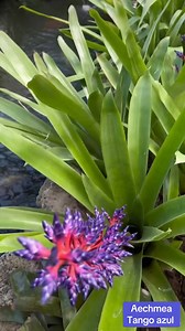 40K views · 2.1K reactions | Tango azul | JMundo De Colores | Facebook