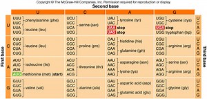 Transcription and Translation
