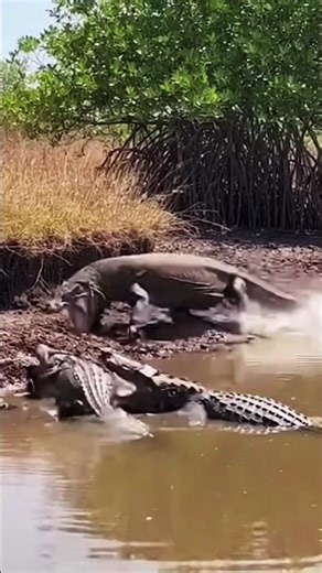 Can A Comodo dragon Fight Back Two crocodile Ambush? part 60 #comododragon #crocodile #danger
