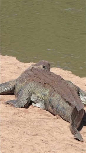 Ancient Predators of Africa