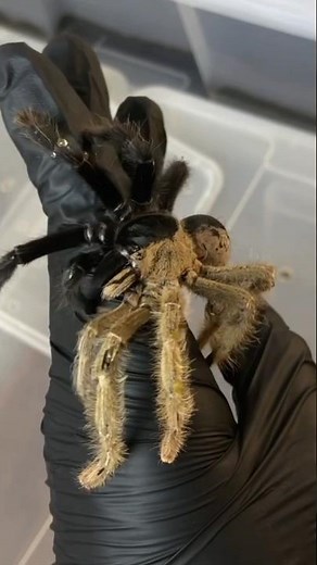 Rarest spider in the world - the two gender Tarantula
