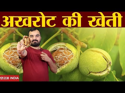 Akhrot Farming | Walnut Farming | मैदानी और गर्म इलाकों मे भी | akharot ki kheti | Walnut Ki Kheti