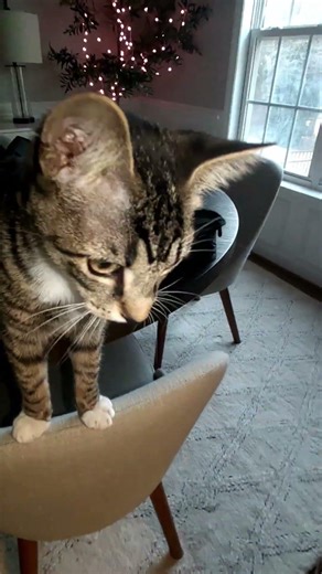 Meow and scratch, Kitty! #cat #tabbycat #catlovers #cute #kitten #ytcat #cutekittensvideo