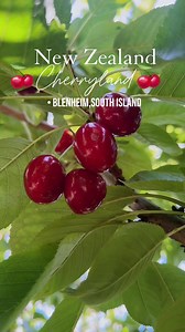 105K views · 937 reactions | Cherryland,Blenheim,South Island New Zealand  Picking your own cherry experience is a must-do during summer in Blenheim, New Zealand #pinoyinNZ #NZMustDo #southislandnz #travelnewzealand #ExploreNewZealand #thepinoytravellerinnewzealand #BlenheimSouthIsland #thingstodoinBlenheim | The Pinoy Traveller in New Zealand | Facebook