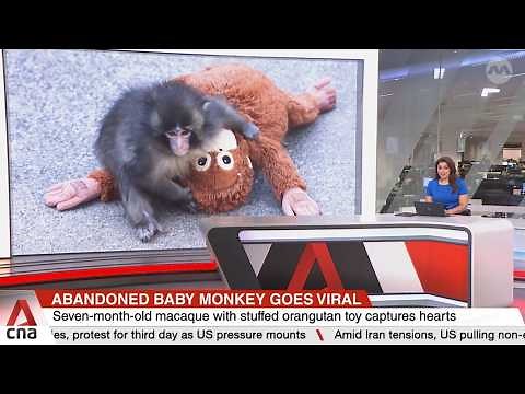 Baby monkey Punch is super cute, but please don't try to 'rescue' him, says expert