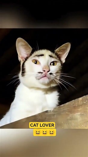 Very talkative cat ever