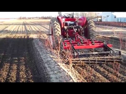 Planting and Spacing Blueberry Plants Properly - DiMeo Farms & Blueberry Bushes Nursery