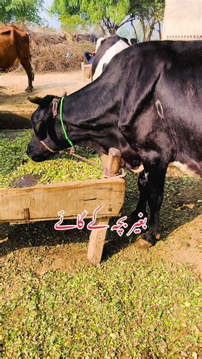 Understanding Dairy Farming Without Calves