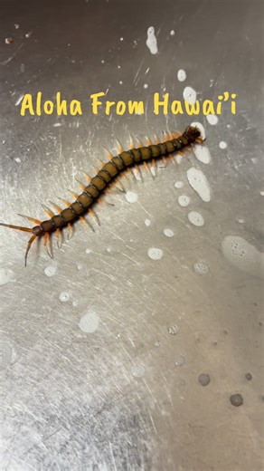 Avoiding Centipede Bites in the Desert