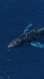 1K views | They're Here!  Experience a side of this part of the world that many people never even glimpse. Humpback Whale Season goes from December to March and offers a unique opportunity to observe these magnificent creatures up close. | Cabo Adventures | Facebook