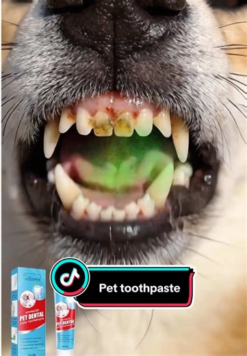 Best Dog Toothpaste for Healthy Teeth and Fresh Breath
