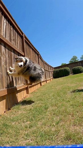 Wall rebound dog trick #dogsofttiktok #dogtricks #dogs #australianshepherd #australiancattledog #australianshepherdsoftiktok