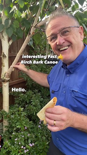 9K views · 132 reactions | Birch bark canoe #tree #trees #treelovers #garden #gardening #Plants #birch #birchbarkcanoe | Dave The Plantman | Facebook
