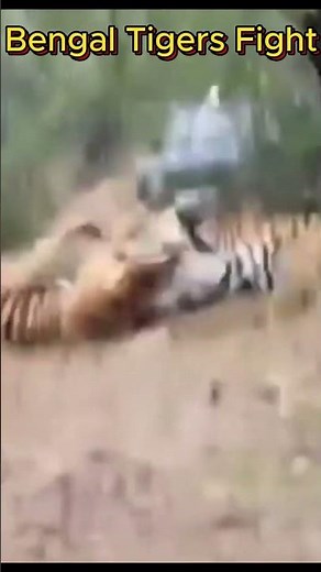 Two Mighty Bengal Tigers Clash in an Epic Territory Battle 🐅🔥 #shorts #wildlife #tigerfight