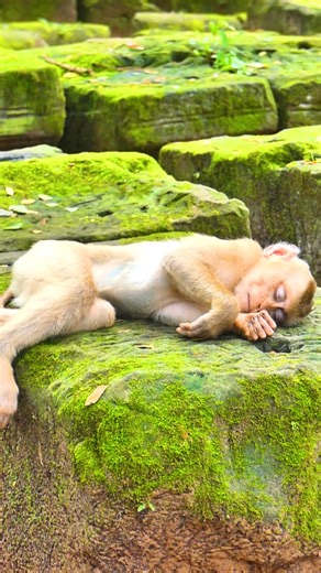 Are you okay? Leo seems so tired and acts so strange, he sleeps on the rock quiet and deeply | Monkey Magic