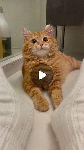 Mitay Cat on Instagram: "I got all three of my cats from there...❤️ #cat"