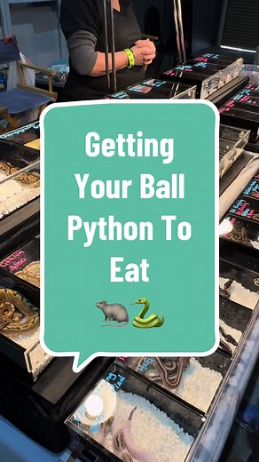 Let’s get your snake eating again💪🏽 Let me know if these tips work!! #ballpython#snakesoftiktok#reptiles#reptilesoftiktok#snakecare#snakecaretips#snakeenclosure#royalpython