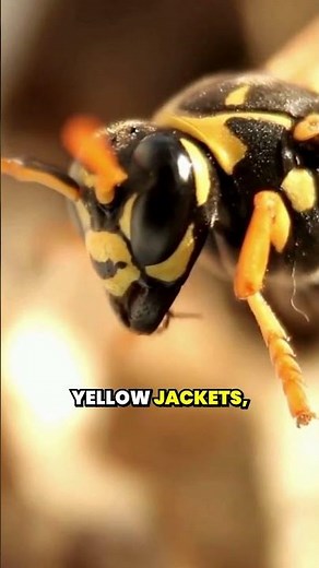 What Is the Difference Between a Wasp and a Hornet?