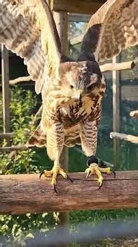 Rescue a Hawk Chick Guys. 😍💕 #hawkrescue #babyhawk #animalrescue #hawktransformation #birdofprey
