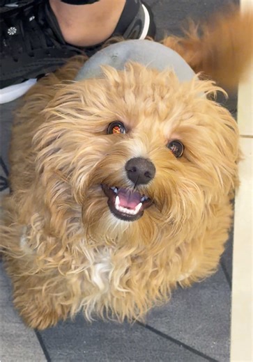 ‏#kingfadi👑 #habibi #trending #botato #حبيبي | habibi