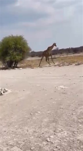 4.2K views · 143 reactions | A giraffe taking its final steps before collapsing to its death — a powerful moment in the wild. | Amateur News | Facebook