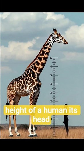 3 Biggest Animals Compared to Humans 😱 | Real Size in Meters #animalsize , #animalfacts #wildlife