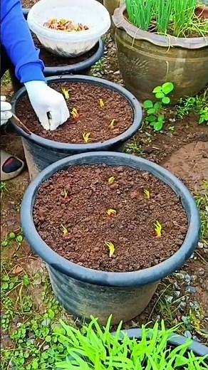 Grow Spring Onions at Home in a Container | Easy & Fast Method 🌿