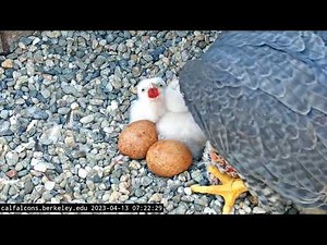 Cal Falcons 13.04.2023 07:18