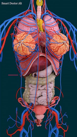 Smart Doctor on Instagram: "♀️ Female Anatomy like you've never seen it before ✨ . . . . #pregnancy #anatomy #pregnant #medicina #doctor #माहवारी #月経 #임신 #妊娠 #gravidez #Childbirth #femalemodel #Female #babyboy #babylove #babygirl #vaginal #uterus #human #female #ReproductiveSystem #ovaries #vulva #женщины #матка #útero #anatomia #anatomi #anatomía #解剖学"
