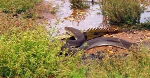 Graphic: Enormous Python Takes on Crocodile, Fight Ends in Frightening Fashion