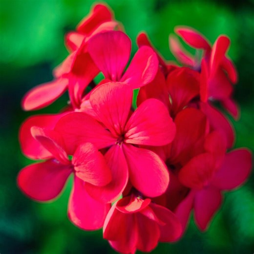 Rose Red Geranium Seeds Meifangju Series Pelargonium Garden Flowers - Etsy