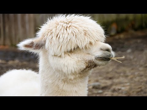 Animal Cool Facts: 5 Things You Didn't Know About Llamas