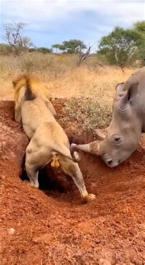 Some wild jokes when the lion is trapped and Rhino does not want to escape!