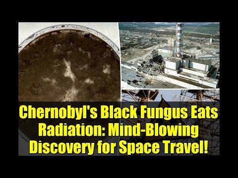 Chernobyl's Black Fungus Eats Radiation: Mind-Blowing Discovery for Space Travel!