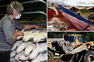 Inside the horrific mink farms where starving animals turn to cannibalism