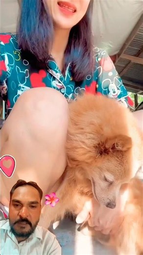 Funny dogs 🐶💤❤️ #shorts#dogs #cuteanimals