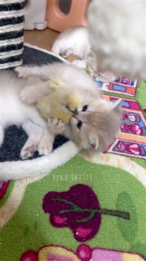 11K views · 672 reactions | Kitten and chicks playing #kittens #cat #cats #fyp #foryou #adorable #cuteness #heartmelting #purelove #pets #petsoftiktok #catsoftiktok #catsinstagram #catsofinstagram #kittenoftheday #reels #reelsinstagram #reelsfb #kittensofinstagram #cutekittens #chicks #chicken | Hello Skitty | Facebook