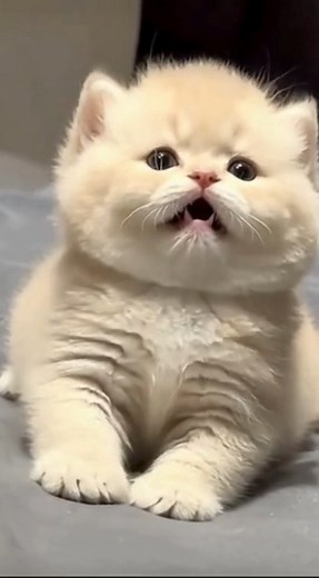 Me? Dramatic? Never. 😼✨ | When Cats Go Crazy