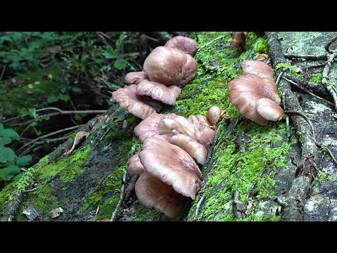 Tsukiyotake, the most poisonous mushroom in Japan that causes poisoning