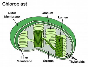 Chloroplasts