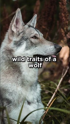 The Creation of Saarloos Wolfdog #dogs